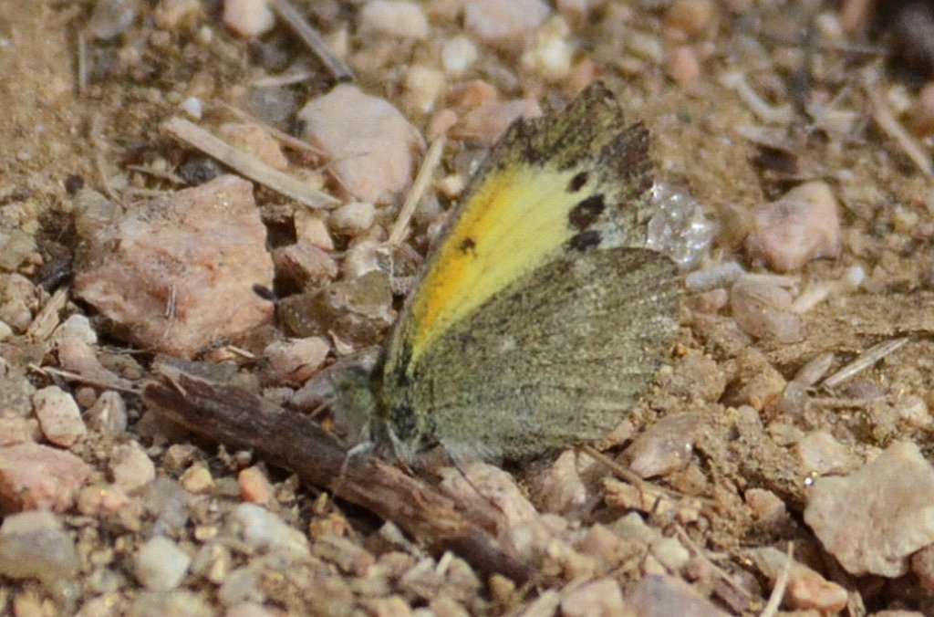 054 2012-12301521b Santa Ana NWR, TX.JPG - Dainty Sulphur (Dwarf Yellow)(Nathalis iole) Butterfly. Santa Ana National Wildlife Refuge, TX, 12--30-2012